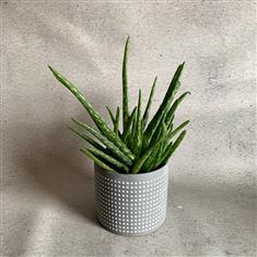 Aloe Vera Plant With Concrete Pot