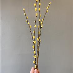 Pussy Willow Bunch- Yellow
