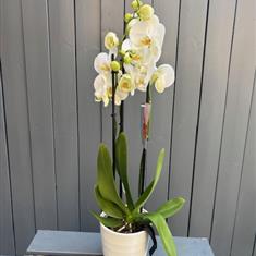 Phalenopsis orchid 