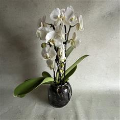 Orchid Plant 