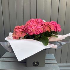 Pink Hydrangea Plant