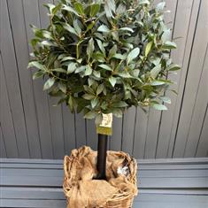 Large Laurel Tree in Wicker Basket