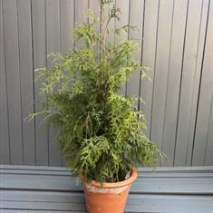 Large Conifer in Terracotta Pot