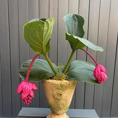 Pink Medinilla Magnifica 