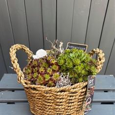 Sempervivum arrangement