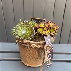 Sempervivum succulent planted arrangement