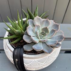 Mixed Succulent Arrangement