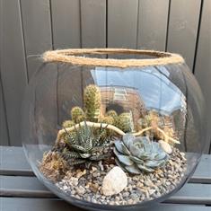 CactusTerrarium