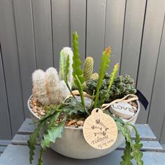 Large mixed succulent and cactus arrangement