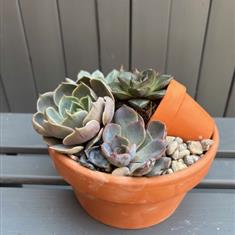 Succulent planted arrangement