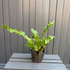 Bird's Nest Fern