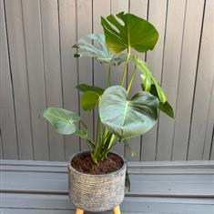 Monstera deliciosa 