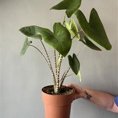 Alocasia Zebrina