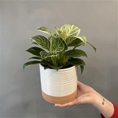 Philodendron Birkin