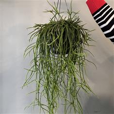 Rhipsalis Baccifera- Mistletoe Cactus