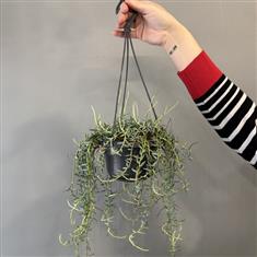 Senecio Radicans- String of Bananas