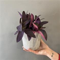 Tradescantia Pallida- Pink Stripe Plant