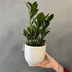 Zamioculcas Zamiifolia- Zz Plant