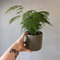 Asparagus Fern in Green Ceramic Pot