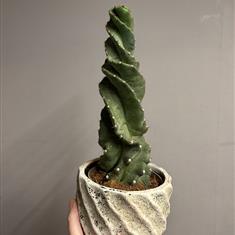 Cereus Forbesii - Spiralis