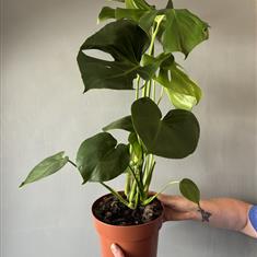 Monstera Deliciosa Plant