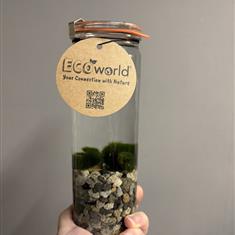 Moss Terrarium- Miniature Indoor Ecosystem