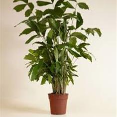 Caryota Mitis (Fishtail Palm)