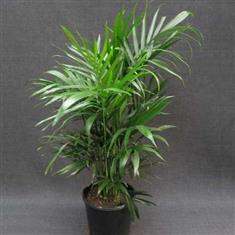 Howea Forsteriana (Kentia Palm)