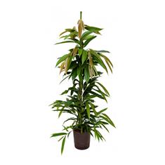 Ficus Binnendijkii (Amstel King) 