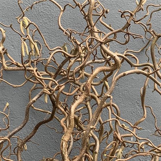 Twisted Contorted Hazel 4' long